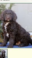 Labradoodle Puppies for sale in Milford, CT, USA. price: NA