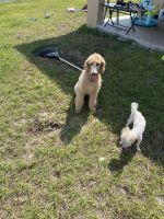 Labradoodle Puppies for sale in 1372 Swan Lake Cir, Dundee, FL 33838, USA. price: NA