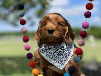 Labradoodle Puppies for sale in Waco, TX, USA. price: NA