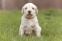 Labradoodle Puppies for sale in Thetford, VT, USA. price: NA
