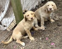 Labradoodle Puppies for sale in Houston, TX, USA. price: NA