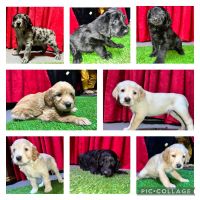 Labradoodle Puppies for sale in Lakewood, CA, USA. price: NA