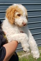 Labradoodle Puppies for sale in Tarboro, NC 27886, USA. price: NA
