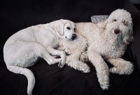 Labradoodle Puppies for sale in Mesa, AZ, USA. price: NA