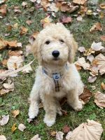 Labradoodle Puppies for sale in Windham, ME 04062, USA. price: NA