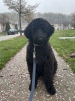 Labradoodle Puppies for sale in Alexandria, VA, USA. price: NA