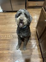 Labradoodle Puppies for sale in Upper Marlboro, MD 20772, USA. price: NA