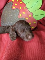 Labradoodle Puppies for sale in Coulterville, IL 62237, USA. price: NA