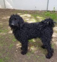 Labradoodle Puppies for sale in Sandusky, MI 48471, USA. price: NA