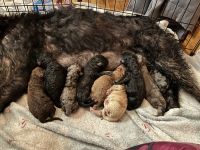 Labradoodle Puppies for sale in 445 Jewelwood Dr, Lyman, SC 29365, USA. price: NA