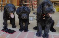 Labradoodle Puppies for sale in Statesboro, GA 30458, USA. price: NA