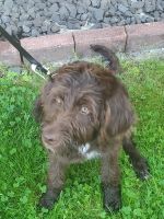 Labradoodle Puppies for sale in Stamford, CT 06906, USA. price: NA