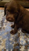Labradoodle Puppies for sale in Baltimore, MD, USA. price: NA