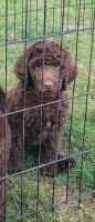 Labradoodle Puppies for sale in Toccoa, GA, USA. price: NA