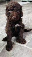 Labradoodle Puppies for sale in Lakeland, FL 33810, USA. price: NA