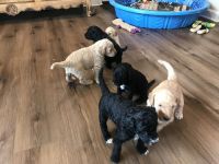 Labradoodle Puppies for sale in Georgetown, IN 47122, USA. price: NA