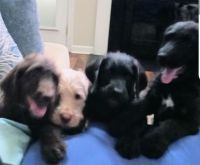 Labradoodle Puppies for sale in McDonough, GA, USA. price: NA