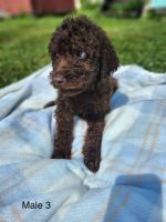 Labradoodle Puppies for sale in Fuquay-Varina, NC, USA. price: NA