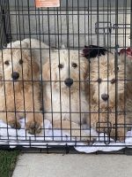 Labradoodle Puppies for sale in Murrieta, CA, USA. price: NA