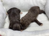 Labradoodle Puppies for sale in Chatsworth, GA 30705, USA. price: NA