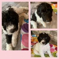 Labradoodle Puppies for sale in Dickinson, TX 77539, USA. price: NA