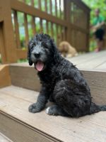 Labradoodle Puppies for sale in South Plainfield, NJ 07080, USA. price: NA