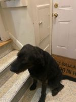 Labradoodle Puppies for sale in Southfield, MI 48033, USA. price: NA