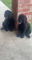 Labradoodle Puppies for sale in Kaufman, TX 75142, USA. price: NA