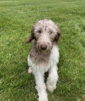 Labradoodle Puppies for sale in Montgomery, NY 12549, USA. price: NA