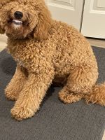 Labradoodle Puppies for sale in Franklin, MA 02038, USA. price: NA