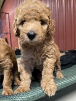 Labradoodle Puppies for sale in Ashville, OH 43103, USA. price: NA