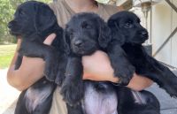 Labradoodle Puppies for sale in Magnolia, TX 77354, USA. price: NA