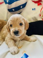 Labradoodle Puppies for sale in Toledo, OH, USA. price: NA