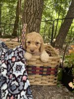 Labradoodle Puppies for sale in Scottsboro, AL, USA. price: NA