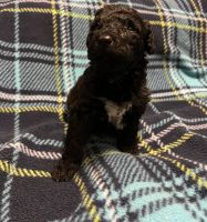 Labradoodle Puppies for sale in 445 Jewelwood Dr, Lyman, SC 29365, USA. price: NA