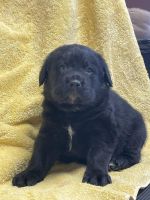 Labradoodle Puppies for sale in 55015 Co Rd 23, Carr, CO 80612, USA. price: NA