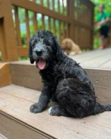 Labradoodle Puppies for sale in Piscataway, NJ 08854, USA. price: NA