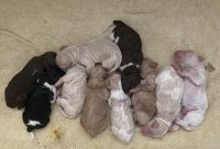 Labradoodle Puppies for sale in Kalispell, MT 59901, USA. price: NA