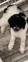 Labradoodle Puppies for sale in Henderson, KY 42420, USA. price: NA