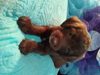 Labradoodle Puppies for sale in Jackson, KY 41339, USA. price: NA