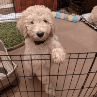 Labradoodle Puppies for sale in Richmond Hill, GA 31324, USA. price: NA