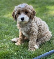 Labradoodle Puppies for sale in Auburn, WA, USA. price: NA