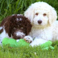 Labradoodle Puppies for sale in Mt Vernon, OH 43050, USA. price: NA