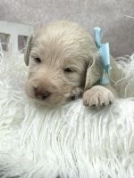 Labradoodle Puppies for sale in Modesto, CA, USA. price: NA