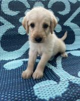 Labradoodle Puppies for sale in Dickson, TN, USA. price: NA