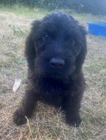 Labradoodle Puppies for sale in Tacoma, WA 98467, USA. price: NA