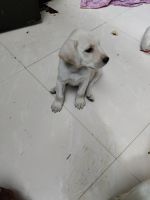 Labradoodle Puppies for sale in Choolai, Chennai, Tamil Nadu, India. price: 15000 INR