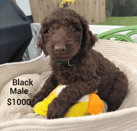 Labradoodle Puppies for sale in Hernando County, FL, USA. price: NA