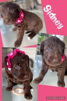 Labradoodle Puppies for sale in 4117 Longfellow Dr, Plant City, FL 33566, USA. price: NA
