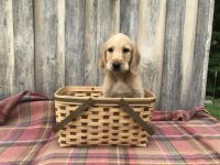 Labradoodle Puppies for sale in Paris, TN 38242, USA. price: NA